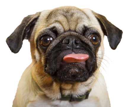 PNG. dog pug. little dog. dog's head. dog muzzle with pink tongue