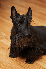 Closeup portrait of a black scottish terrier on on wooden background