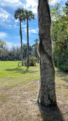 Florida trees