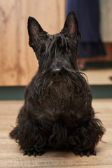 Black scottish terrier looking up. beautiful portrait of a cheerful scottish terrier puppy