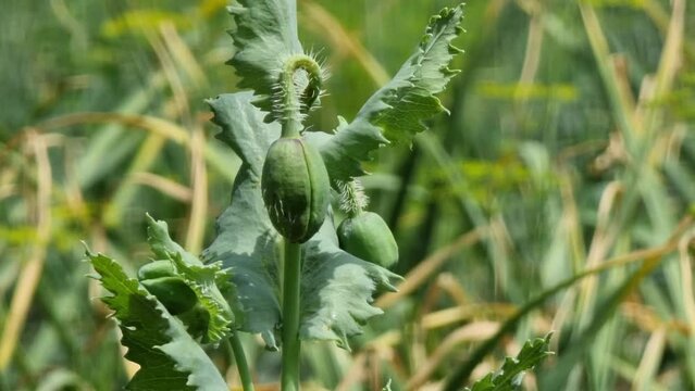 Green buds on the poppy stem in the field sway with the wind on a sunny day. Close-up. Agriculture.