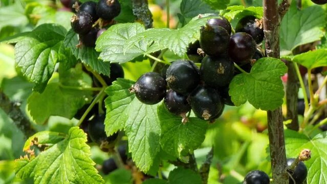 Ripe black currant on the branches among the green leaves, a sunny day. Close-up. Harvest season.