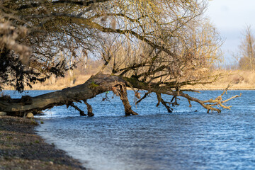 Alter Baum in der Donau | Niederbayern