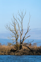 Alter Baum an der Donau im Winter | Niederbayern