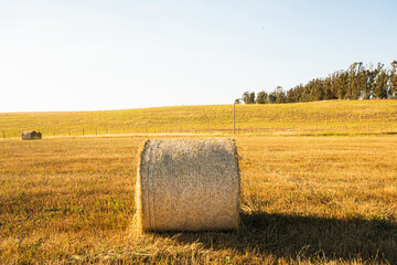 straw bales in coastal field