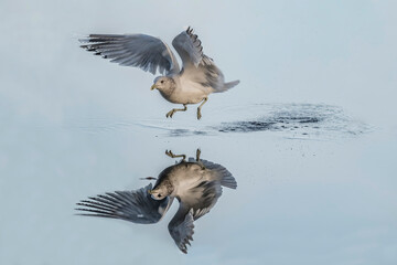 Common gull, larus canus, with reflection flying from frozen sea in the uk in winter
