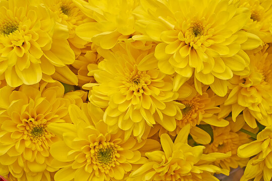 Bright yellow chrysanthemum flowers bouquet top view close-up. Natural, colorful background.