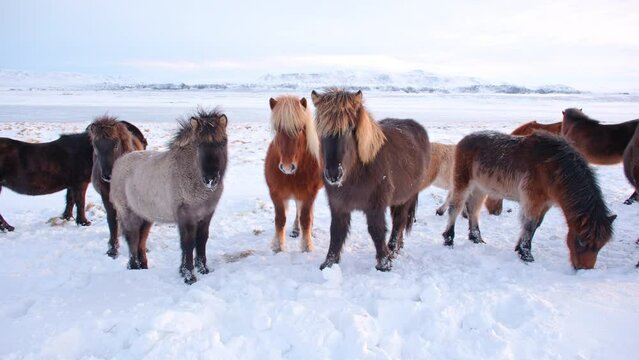 Horses In Winter. Rural Animals in Snow Covered Meadow. Frozen North Countryside in Iceland. Icelandic Horse, Breed of Horse Developed in Iceland. Go Everywhere, Travel Europe. Shot in 8k Resolution.