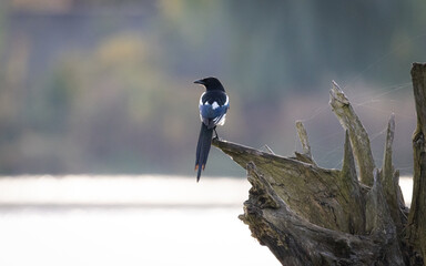Beautiful Magpie sits on the crooked stump near the water. Magpie and copyspace background
