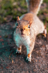 squirrel in a park eating food
