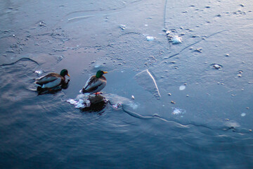 ducks on frozen winter river