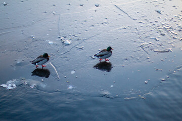 ducks on frozen winter river