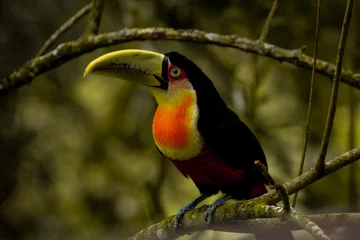 Foto op Canvas The green-billed toucan  or  red-breasted toucan (Ramphastos dicolorus) © Waldemar Seehagen