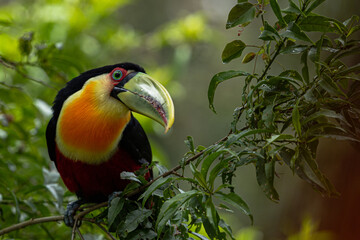 The green-billed toucan  or  red-breasted toucan (Ramphastos dicolorus)