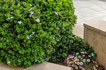 View of beautiful shrub with flowers on street