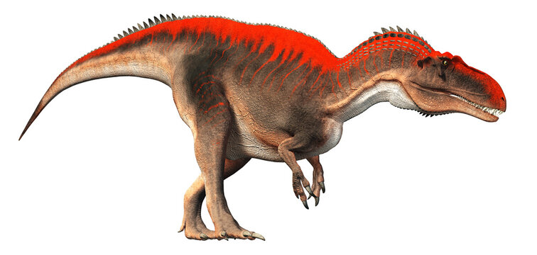 Acrocanthosaurus was a type of carcharodontosaurid dinosaur that lived during the early Early Cretaceous in what is now North America. Isolated on a white background.