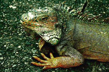 Iguana