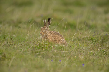 Fototapeta premium Brown hare, Lepus europaeus, on the grass in the uk in the summer