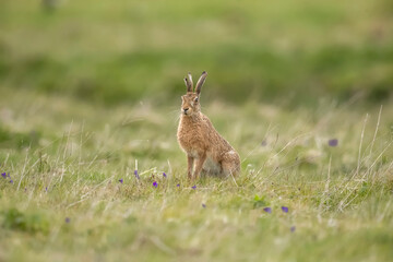 Brown hare, Lepus europaeus, on the grass in the uk in the summer