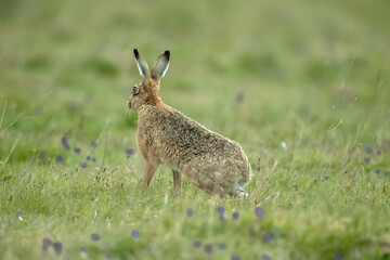 Brown hare, Lepus europaeus, on the grass in the uk in the summer