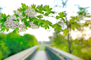 spring street, out of focus road, hawthorn branch, blooming buds, lush spring foliage, vegetation ornamental shrub, good weather, environmental concept, banner for designer