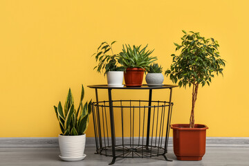 Table with potted houseplants near yellow wall
