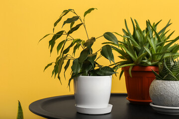 Potted houseplants on table near yellow wall