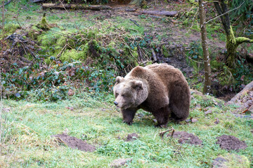 close up of a brown bear in the forest