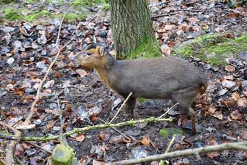 Close-up of a dwarf deer
