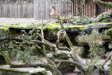 close up of a suricata suricatta on a branch