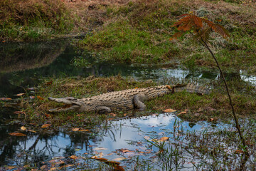 Nile Crocodile - Crocodylus niloticus, large crocodile from African lakes and rivers, Andasibe, Madagascar.