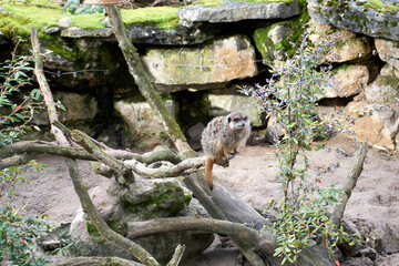 close up of a suricata suricatta on a branch