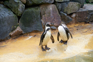 group of penguins at the water