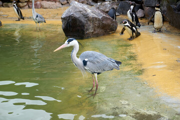 close up of a grey heron at the water