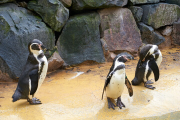 group of penguins at the water