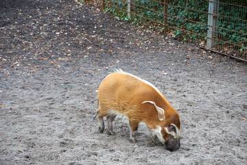 Close-up of a cute brush-eared pig