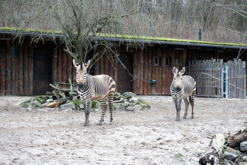 Close-up of two zebras in their habitat