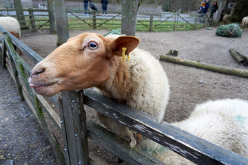 Close-up of hungry sheep at the fence