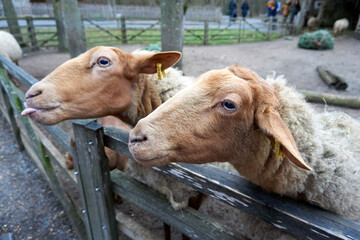 Close-up of hungry sheep at the fence