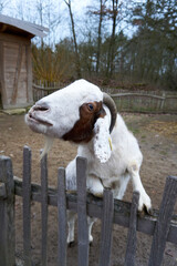 close up of brown and white goat on fence