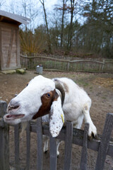 close up of brown and white goat on fence