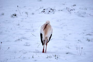 close up of a stork in the snow