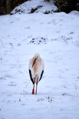 close up of a stork in the snow