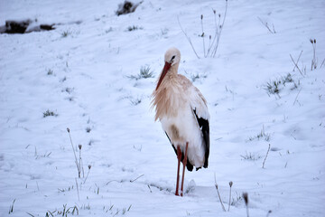 close up of a stork in the snow
