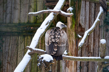 close up of a vulture in winter