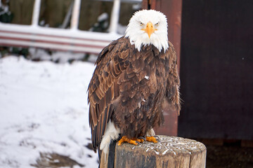 close up of a sea eagle on a wooden stake in winter