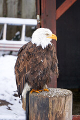 close up of a sea eagle on a wooden stake in winter