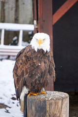 close up of a sea eagle on a wooden stake in winter