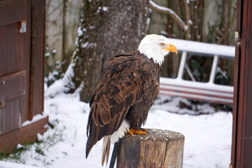 close up of a sea eagle on a wooden stake in winter