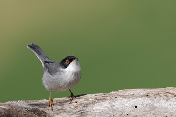 Sardinian warbler male (Sylvia melanocephala)